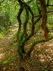 Twisted Laurel