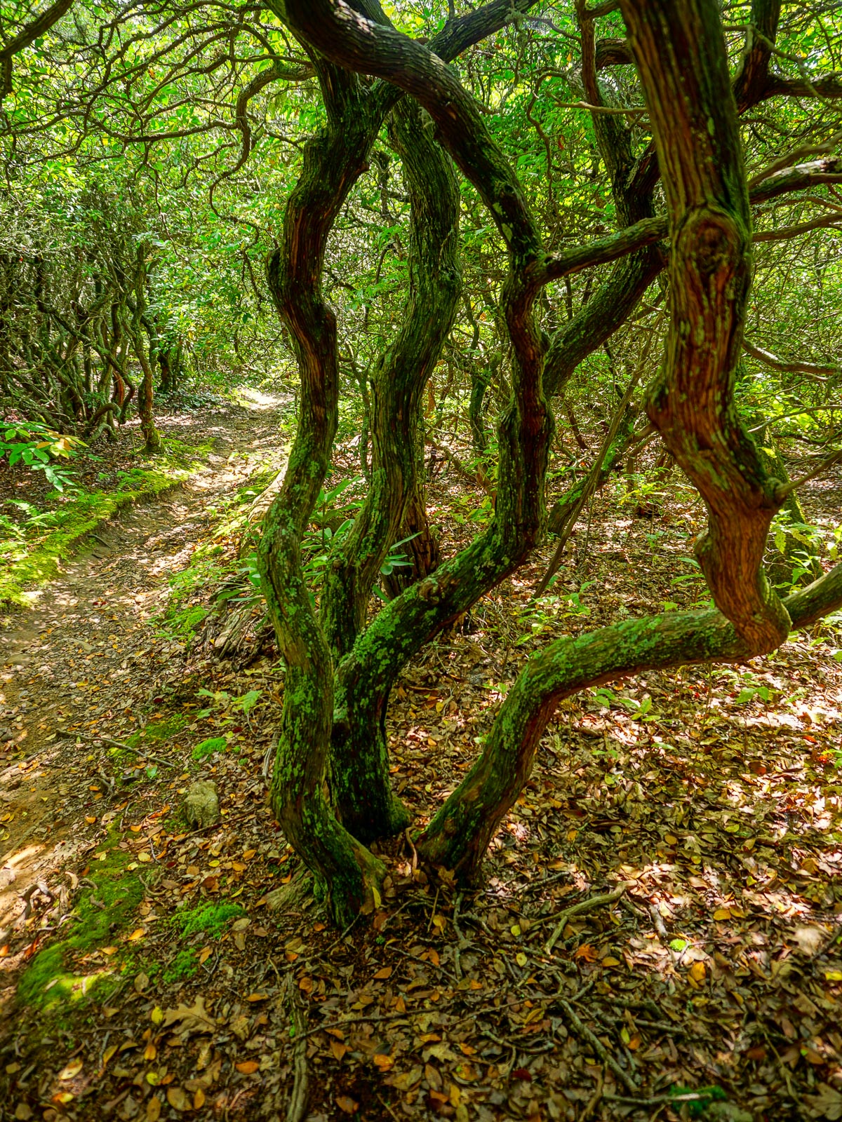 2015-09-06_pisgah-mills-river_pilot-rock-trail-twisted-laurel.jpg Twisted Laurel