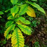 Early September Chestnut