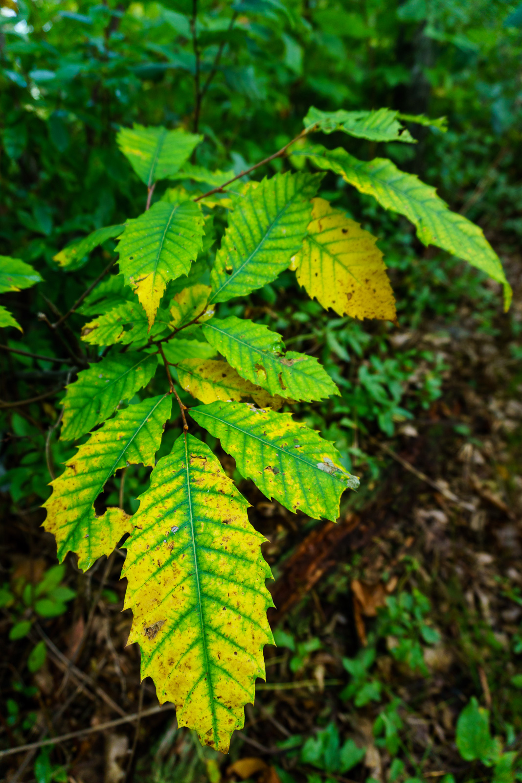 2015-09-06_pisgah-mills-river_pilot-rock-trail-yellow-chestnut-leaves.jpg Early September Chestnut