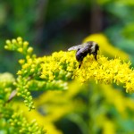 Bees gathering pollen from goldenrod