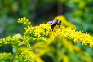 Bees gathering pollen from goldenrod