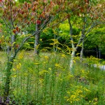 Goldenrod and Dogwod