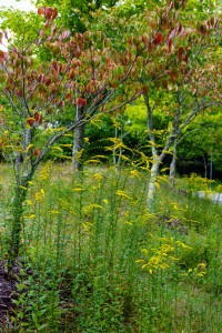 Goldenrod and Dogwod