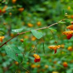 Jewelweed