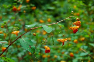 Jewelweed