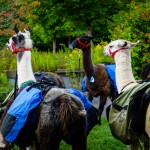 Llamas waiting to hike