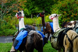 Llamas waiting to hike