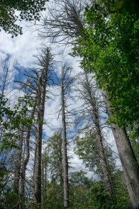 Dead Hemlocks Near Douglas Falls