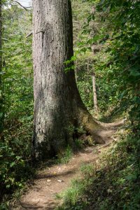 Large Dead Hemlock on the Douglas Falls Trail