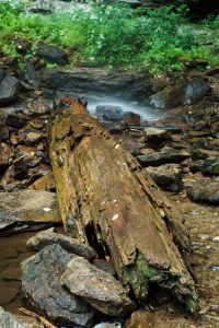 Log Under Douglas Falls