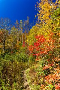 Cold Prong Loop Trail