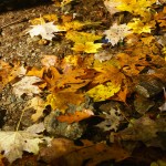 Leaves in Clear Water