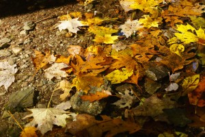 Leaves in Clear Water