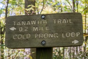 Tanawha Trail Cold Prong Loop