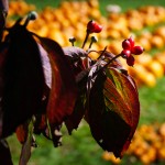 Dogwoods at the Pumpkin Patch