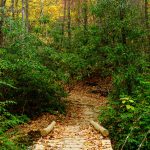 Bridge on the Black Mountain Trail