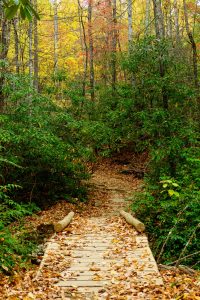 Bridge on the Black Mountain Trail