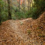 Black Mountain Trail Curve