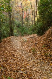 Black Mountain Trail Curve