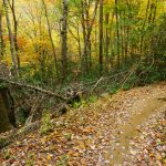 Fall Color beside Black Mountain Trail