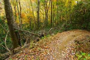 Fall Color beside Black Mountain Trail