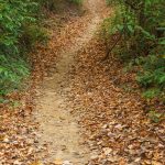 Lower Black Mountain Trail