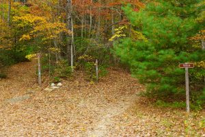 Thrift Cove and Grass Road Junction