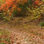 Arched Sourwood in Fall Color