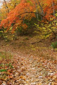 Arched Sourwood in Fall Color