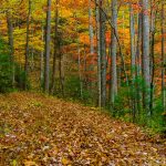 Fall Color along the Thrift Cove Trail