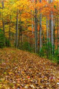 Fall Color along the Thrift Cove Trail