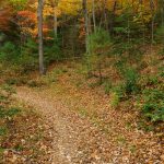 Fall Color on Thrift Cove Trail