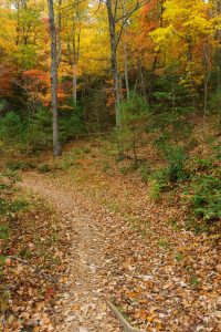 Fall Color on Thrift Cove Trail