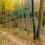 Fall Color in Thrift Cove