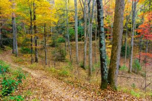 Fall Color in Thrift Cove