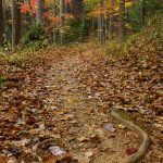 Thrift Cove Root in Fall Color