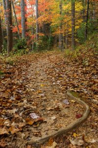 Thrift Cove Root in Fall Color