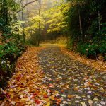 Fall Leaves on 477