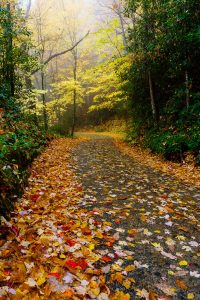 Fall Leaves on 477