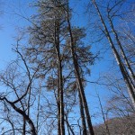 Shortleaf Pine