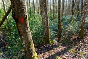 Steep Section of Poundingmill Trail