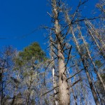 Dead and Living Hemlocks