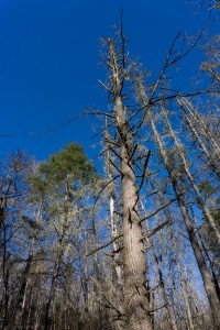 Dead and Living Hemlocks