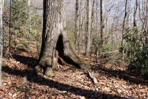 Hollow Tree