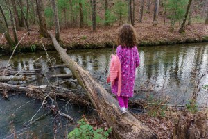 Log over Abrams Creek