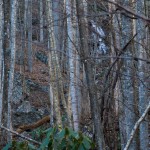 Waterfall on Tributary of Shope Creek from Logging Road