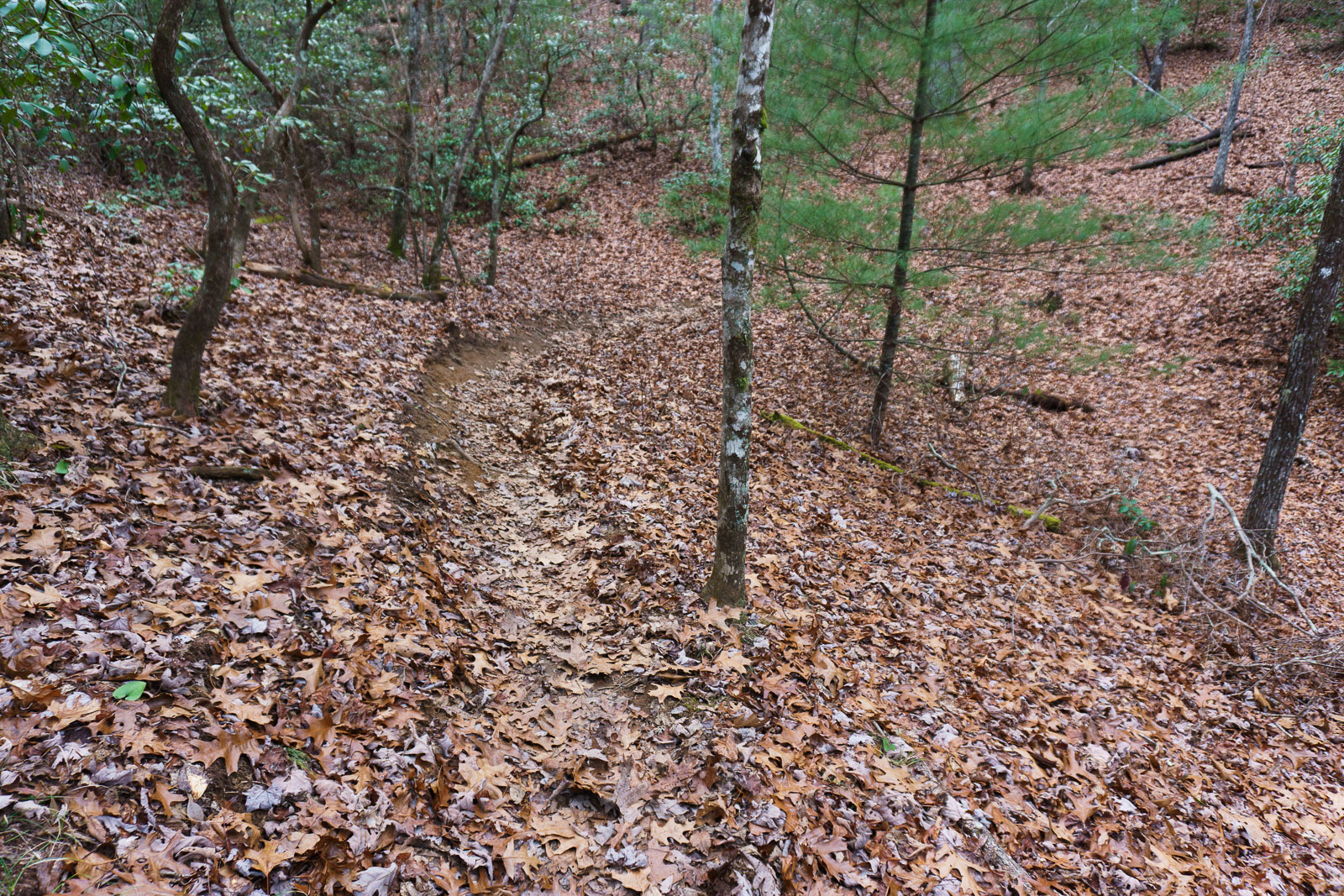 Lower Trace Ridge Rerouted Section