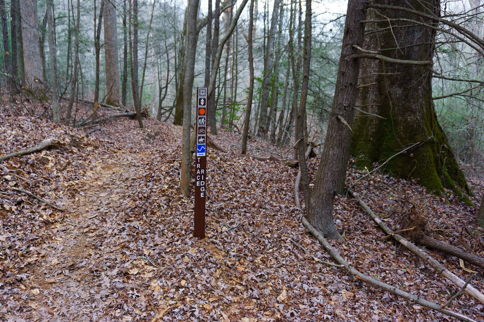 Lower Trace Ridge at North Mills River Trail
