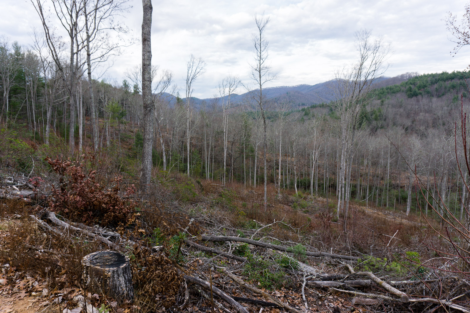 Lower Trace Ridge Logging Clearing.